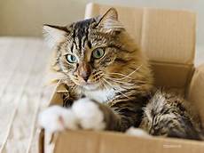 Boxes