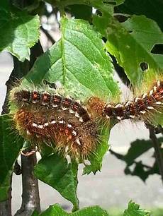 Caterpillar