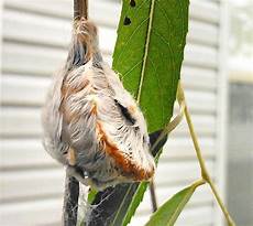 Caterpillar
