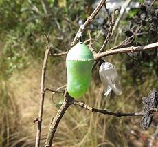 Caterpillar