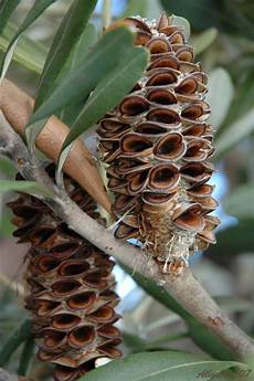 Cone
