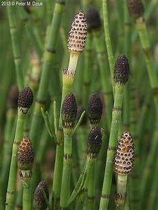 Cone