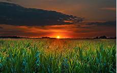 Corn