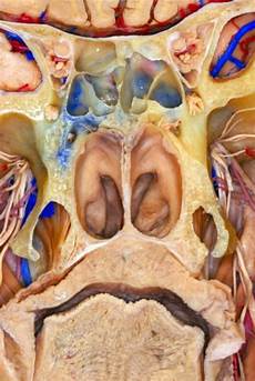 Nerve