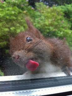 Nuts