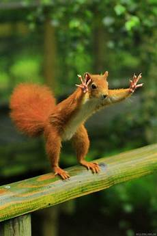 Nuts