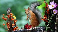 Nuts
