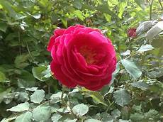 Rose-Water