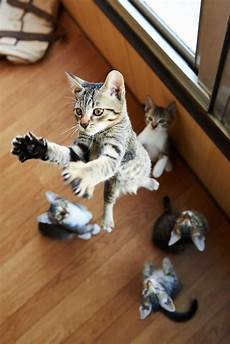 Throw
