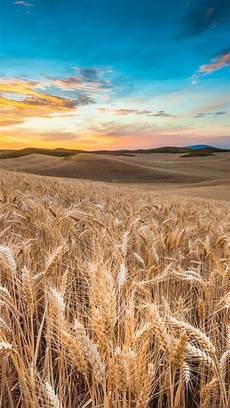 Wheat