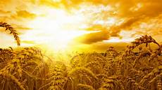 Wheat