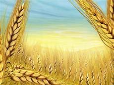 Wheat